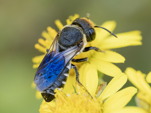 Megachile faceta Bingham, 1897