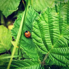 Coccinella septempunctata