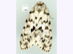 Thallarcha macilenta