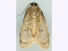Thallarcha macilenta