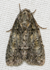Acronicta modica