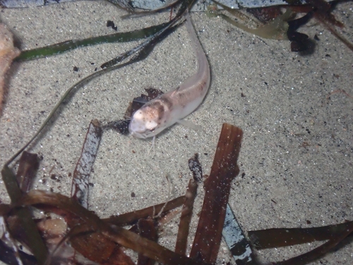Spotted hake (Urophycis regia) — Phycidae