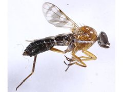 Acraspisa
