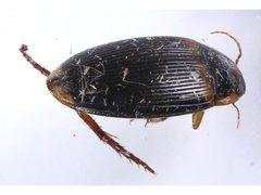 Copelatus