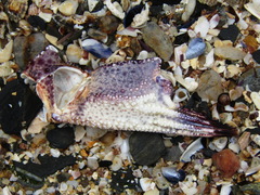 Velvet Swimming Crab
