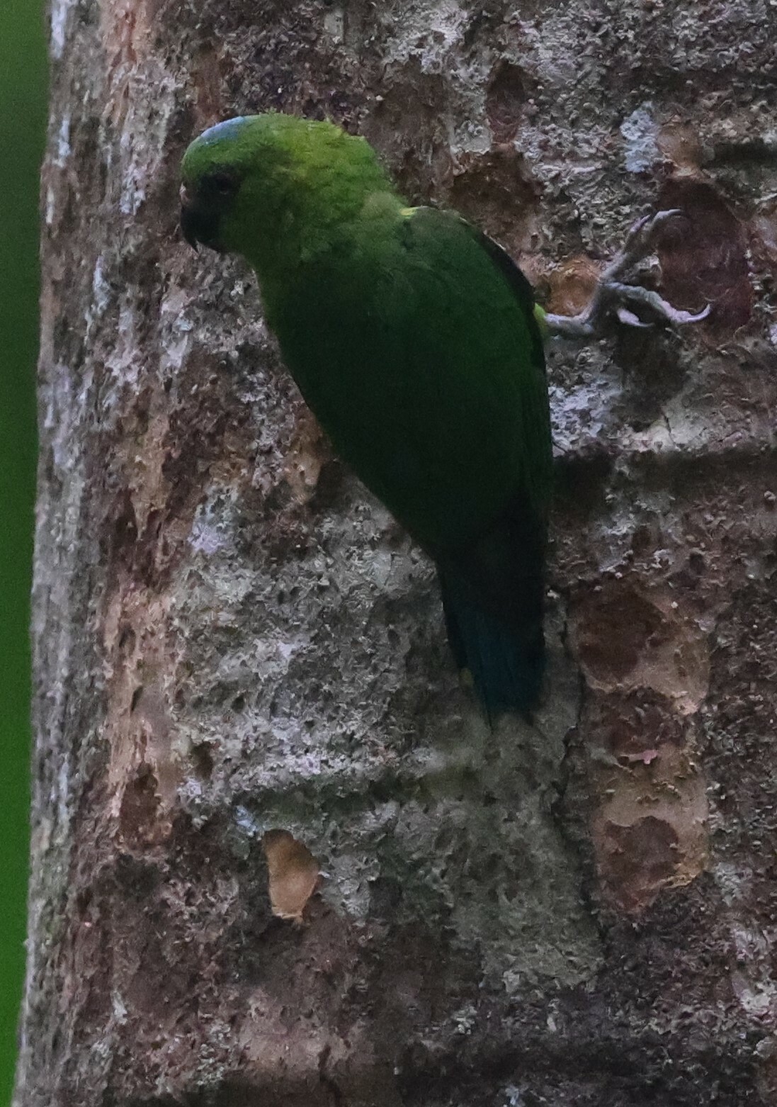 Finsch's Pygmy-Parrot illustration