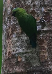 Finsch's Pygmy-Parrot photo 5