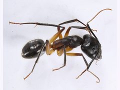 Camponotus confusus