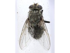 Calliphora dispar