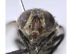 Calliphora dispar