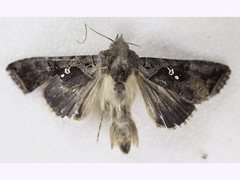 Argyrogramma signata