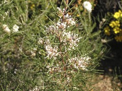 Hakea trifurcata