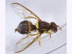 Bactrocera tryoni