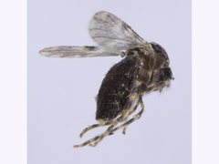Culicoides