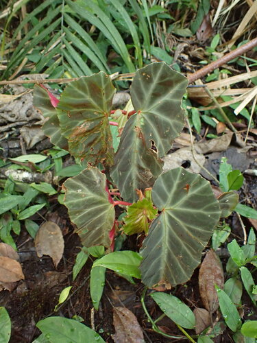 Begonia angularis, photograph 2
