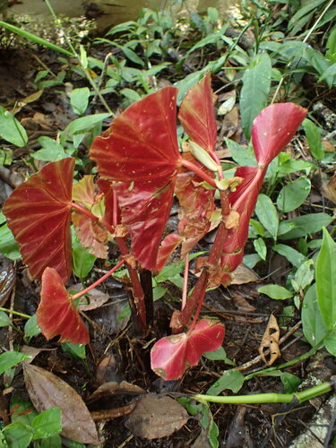 Begonia angularis, photograph 3