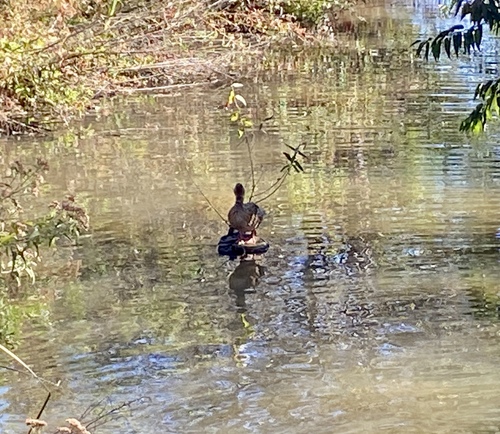 iNaturalist observation photo of Mallard