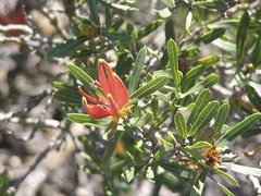 Lambertia multiflora