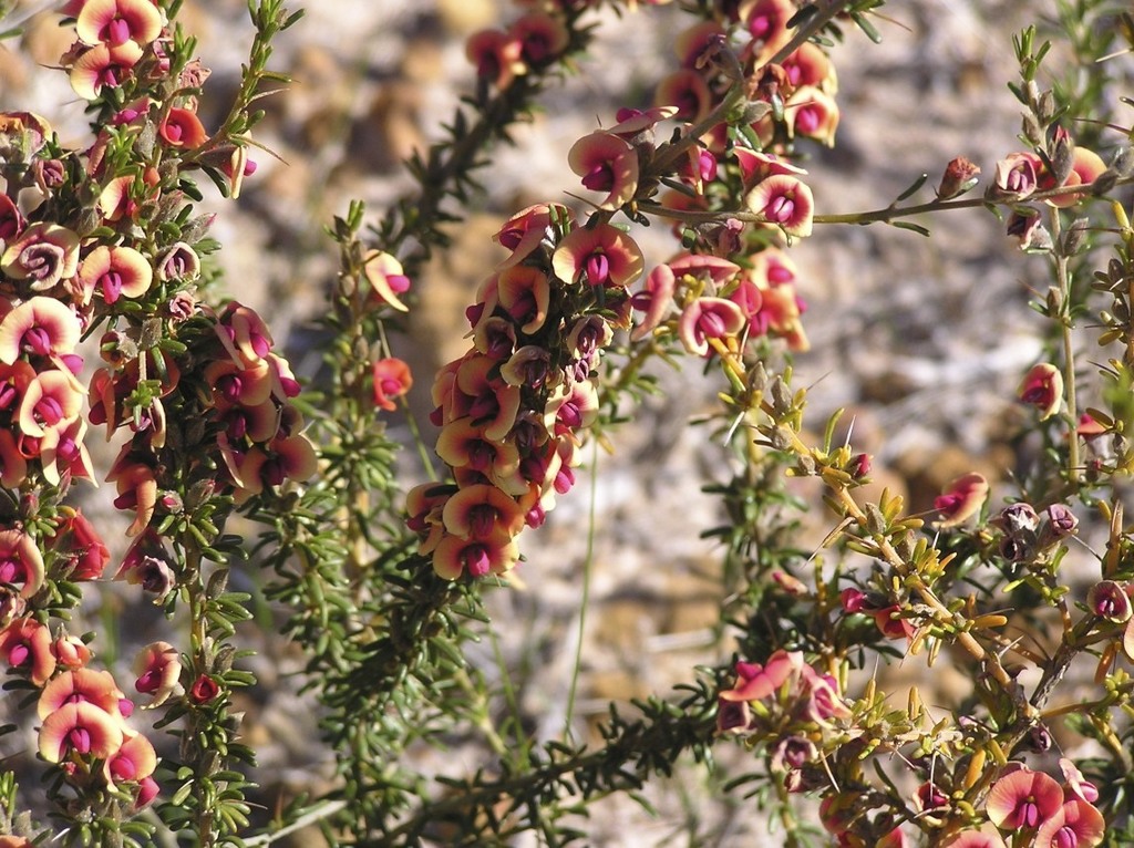 Thorny Mirbelia