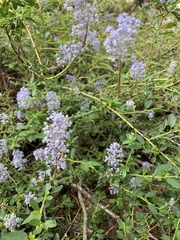 Ceanothus parvifolius