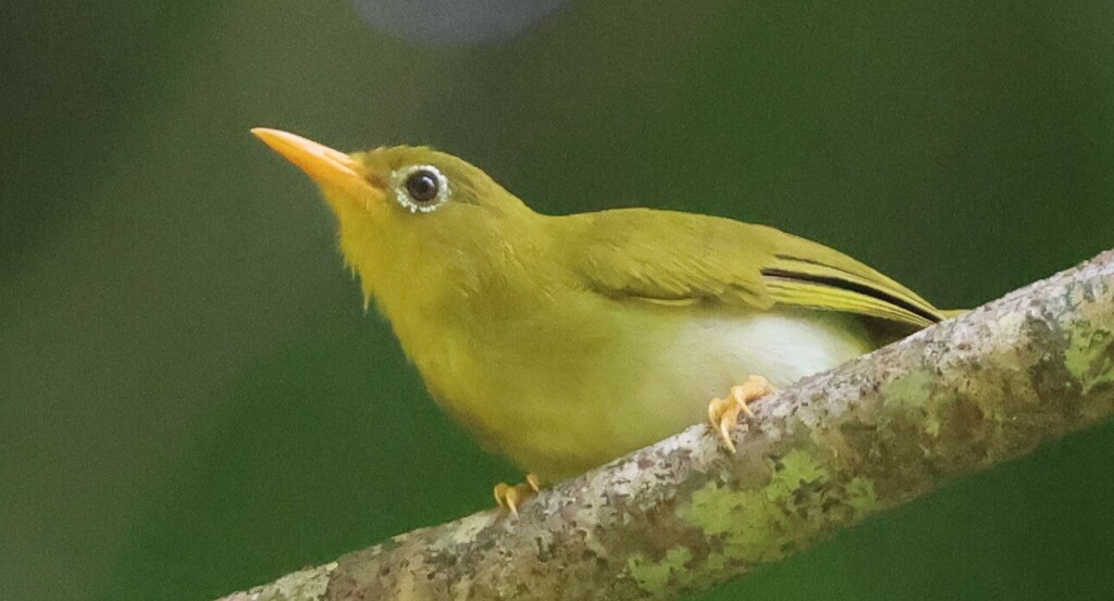 Belted White-Eye
