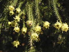 Petrophile ericifolia