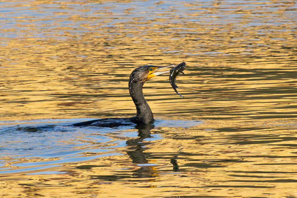 Great cormorant swimming with a small fish in its bill