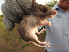 Heteromys irroratus