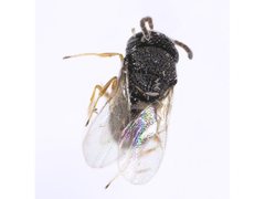 Platygastridae