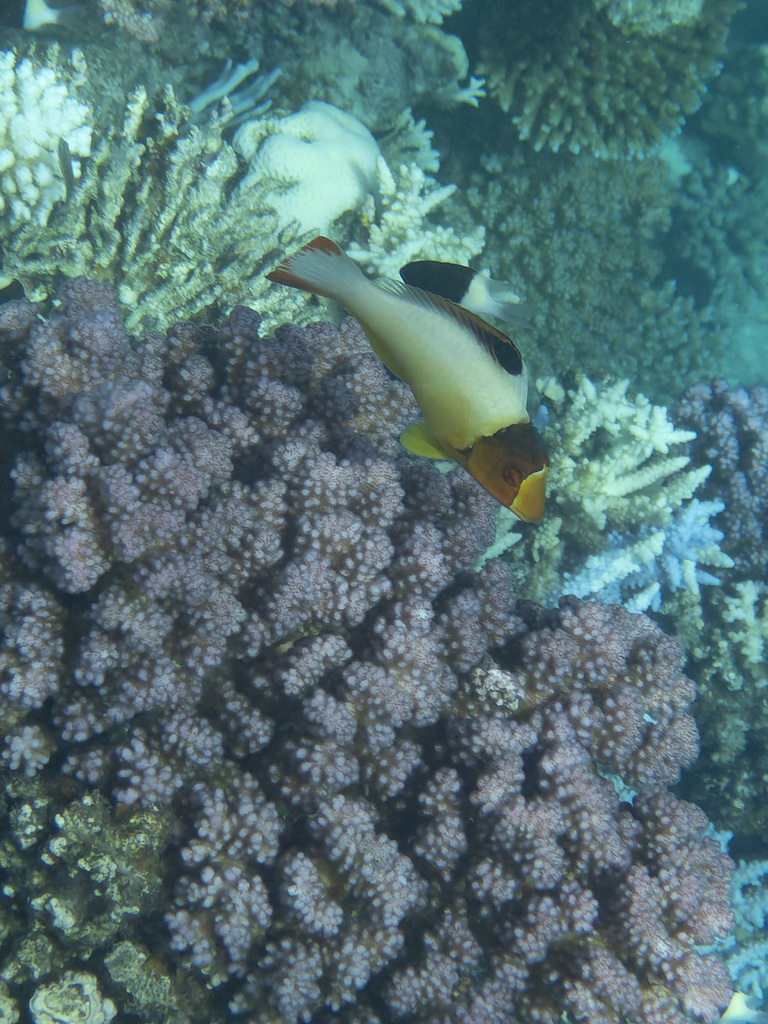 Bicolour parrotfish