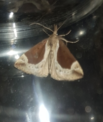Hypena crassalis