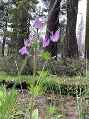Primula tetrandra