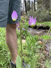 Primula tetrandra
