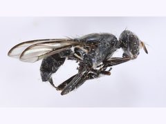 Plagiostenopterina aenea