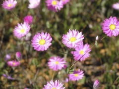 Rhodanthe manglesii