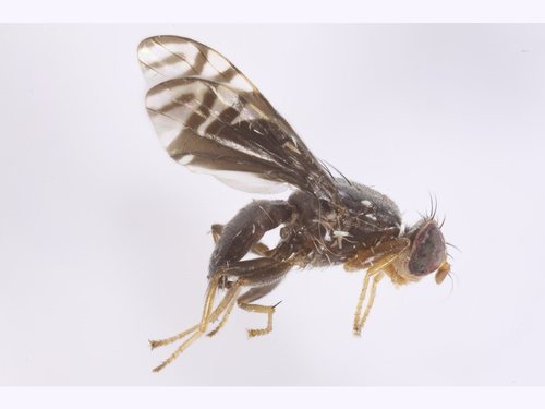 Philophylla australina