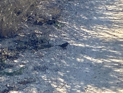 iNaturalist observation photo of Song Sparrow