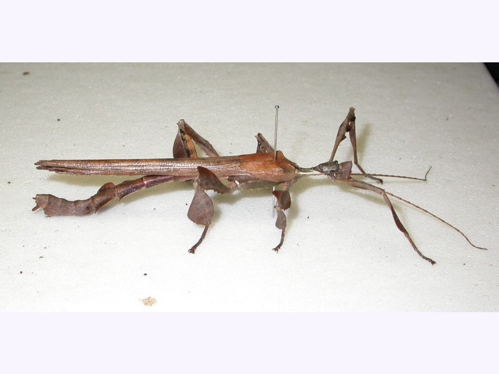 Spiny Leaf insect from LOT 1 STOCK Route Alleyway, Hervey Range QLD 4817, Australia on January