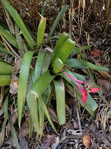 Aechmea triangularis