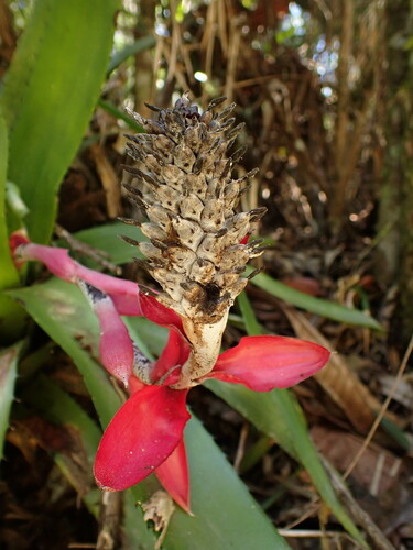 Aechmea triangularis, photograph 1