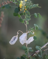 Colutea arborescens