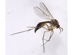 Macrocera