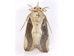 Hypocala guttiventris