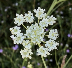 Perideridia parishii