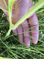 Perideridia parishii