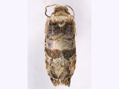 Lobesia arescophanes