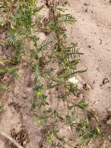 Xenostegia pinnata observed 2024-11-17
