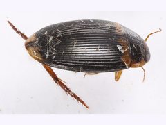 Copelatus