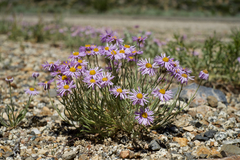 Erigeron algidus