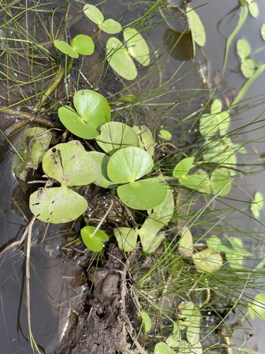 Image of Regnellidium diphyllum by no rights reserved